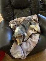 Frank, a male Dachshund for sale in Albuquerque, NM – 9 of 9