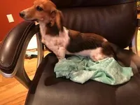 Squeaky, a female Miniature Dachshund for sale in Albuquerque, NM – Photo 3 of 4