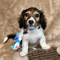 Squeaky, a female Miniature Dachshund for sale in Albuquerque, NM – Photo 4 of 4