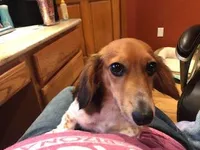 Squeaky, a female Miniature Dachshund for sale in Albuquerque, NM – Photo 2 of 4