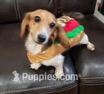 Squeaky – Miniature Dachshund puppy for sale in Albuquerque, NM