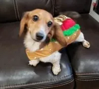 Squeaky, a female Miniature Dachshund for sale in Albuquerque, NM – Photo 1 of 4
