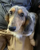 Frank, a male Dachshund for sale in Albuquerque, NM – 4 of 9