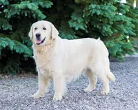 Honey AKC, a female English Cream Golden Retriever for sale in Cortland, NY – 5 of 6