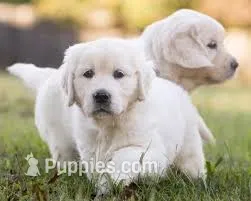 Moose AKC – English Cream Golden Retriever puppy for sale in Cortland, NY