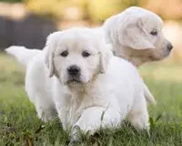 Moose AKC, a male English Cream Golden Retriever for sale in Cortland, NY – 1 of 5