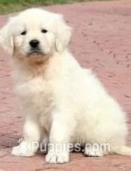 Cooper AKC – Golden Retriever puppy for sale in Cortland, NY