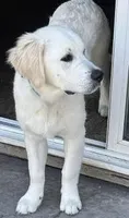 Cooper AKC, a male Golden Retriever for sale in Cortland, NY – Photo 2 of 8