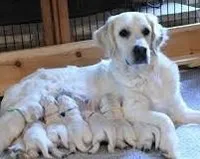 Cooper AKC, a male Golden Retriever for sale in Cortland, NY – Photo 7 of 7