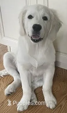 Cooper AKC – Golden Retriever puppy for sale in Cortland, NY