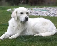 Cooper AKC, a male Golden Retriever for sale in Cortland, NY – Photo 5 of 7