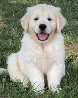 Cooper AKC, a male Golden Retriever for sale in Cortland, NY – Photo 4 of 8