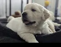 Cooper AKC, a male Golden Retriever for sale in Cortland, NY – Photo 4 of 7