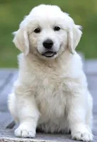 Cooper AKC, a male Golden Retriever for sale in Cortland, NY – Photo 5 of 8