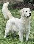 Cooper AKC, a male Golden Retriever for sale in Cortland, NY – Photo 1 of 8