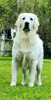 Cooper AKC, a male Golden Retriever for sale in Cortland, NY – Photo 3 of 8