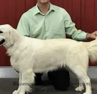 Cooper AKC, a male Golden Retriever for sale in Cortland, NY – Photo 2 of 7