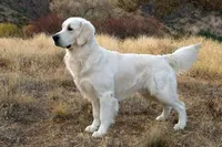 Abby AKC, a female English Cream Golden Retriever for sale in Cortland, NY – 5 of 5