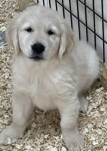 Honey AKC – English Cream Golden Retriever puppy for sale in Cortland, NY