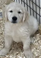 Honey AKC, a female English Cream Golden Retriever for sale in Cortland, NY – 2 of 6