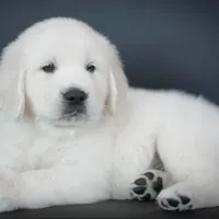 Moose AKC, a male English Cream Golden Retriever for sale in Cortland, NY – Photo 5 of 10