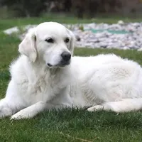 Moose AKC, a male English Cream Golden Retriever for sale in Cortland, NY – Photo 7 of 10