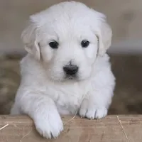 Moose AKC, a male English Cream Golden Retriever for sale in Cortland, NY – Photo 4 of 10