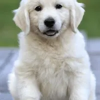 Moose AKC, a male English Cream Golden Retriever for sale in Cortland, NY – Photo 6 of 10