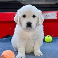 Moose AKC, a male English Cream Golden Retriever for sale in Cortland, NY – Photo 2 of 10