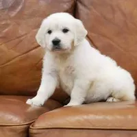 Moose AKC, a male English Cream Golden Retriever for sale in Cortland, NY – Photo 3 of 10