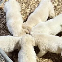 Moose AKC, a male English Cream Golden Retriever for sale in Cortland, NY – Photo 10 of 10