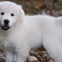 Moose AKC, a male English Cream Golden Retriever for sale in Cortland, NY – Photo 1 of 10