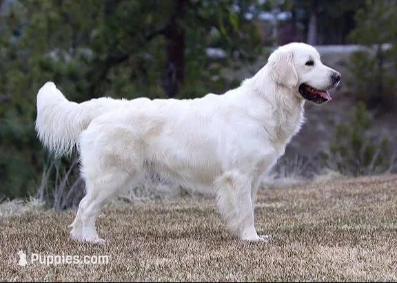 Honey AKC, a female English Cream Golden Retriever for sale in Cortland, NY – 4 of 6