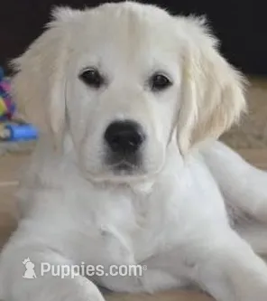 Moose AKC – English Cream Golden Retriever puppy for sale in Cortland, NY