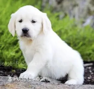Abby AKC – English Cream Golden Retriever puppy for sale in Cortland, NY