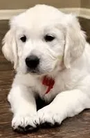 Honey AKC, a female English Cream Golden Retriever for sale in Cortland, NY – 2 of 6