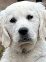 Honey AKC, a female English Cream Golden Retriever for sale in Cortland, NY – 6 of 6