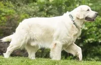 Moose AKC, a male English Cream Golden Retriever for sale in Cortland, NY – 4 of 5