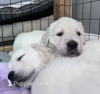 Abby AKC – English Cream Golden Retriever puppy for sale in Cortland, NY