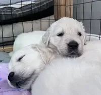Abby AKC, a female English Cream Golden Retriever for sale in Cortland, NY – 1 of 5