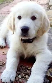 Abby AKC – English Cream Golden Retriever puppy for sale in Cortland, NY