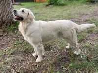 Honey AKC, a female English Cream Golden Retriever for sale in Cortland, NY – 4 of 6