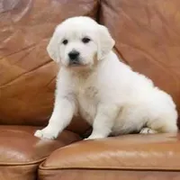 Winston AKC, a male English Cream Golden Retriever for sale in Cortland, NY – Photo 3 of 10