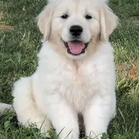 Winston AKC, a male English Cream Golden Retriever for sale in Cortland, NY – Photo 1 of 10