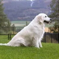 Winston AKC, a male English Cream Golden Retriever for sale in Cortland, NY – Photo 9 of 10