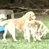 Winston AKC, a male English Cream Golden Retriever for sale in Cortland, NY – Photo 6 of 10