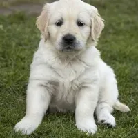 Winston AKC, a male English Cream Golden Retriever for sale in Cortland, NY – Photo 2 of 10