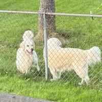 Winston AKC, a male English Cream Golden Retriever for sale in Cortland, NY – Photo 5 of 10
