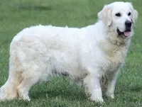 Moose AKC, a male English Cream Golden Retriever for sale in Cortland, NY – 3 of 5