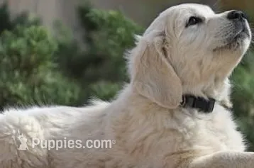 Abby AKC – English Cream Golden Retriever puppy for sale in Cortland, NY